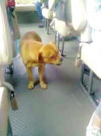 小狗在客车上寻找主人。